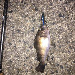 渋いライト釣行